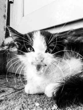 Stray Small Kitten Stock Photos