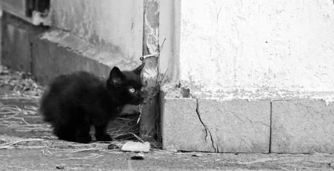 Stray Small Kitten Stock Photos