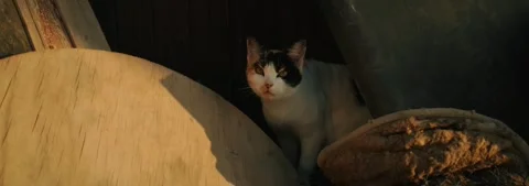 Stray spotted cat licks its nose, anamorphic, slow motion Video stock 304155055