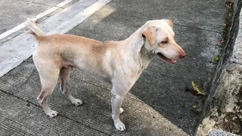 Stray street dog looking at something on road side and walks away Stock Footage 242492541