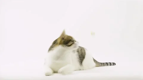 Stray striped cute tabby cat looking around on white background. Stock Footage 230439177
