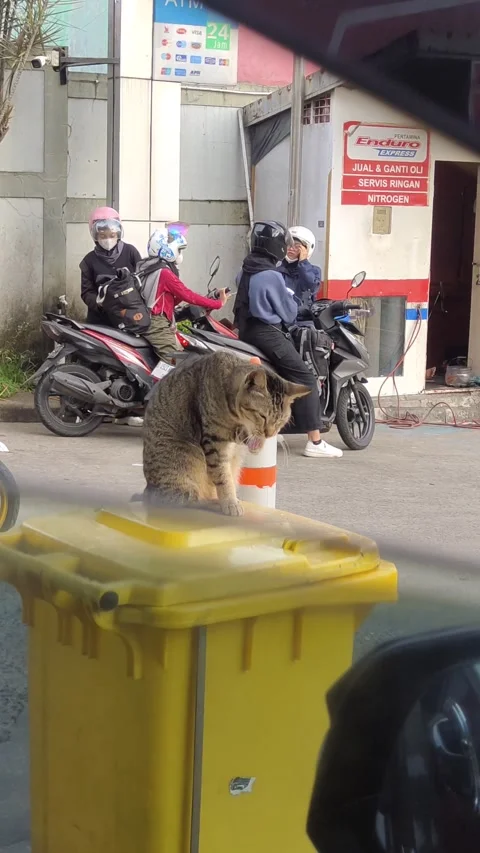 A stray tabby cat cleaning her up at the top of garbage dump Video stock 296454839