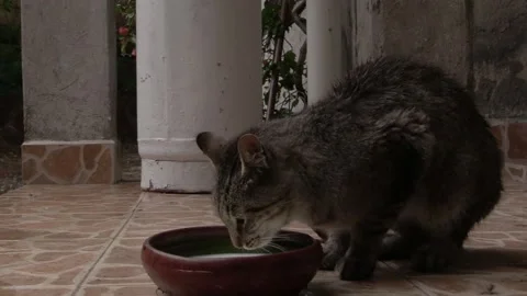 Stray Tabby Cat Drinking Milk Outdoors – Realistic Animal Behavior Stock Footage 328207872