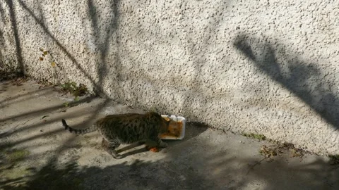 A stray tabby cat eats leftover food from a discarded container in the sunlight Stock Footage 317910616