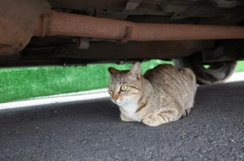 Stray tabby cat hide under a car Stock Photos