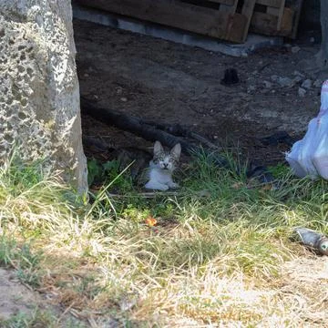 Stray tabby cat hiding in shade near tree base Stock Photos