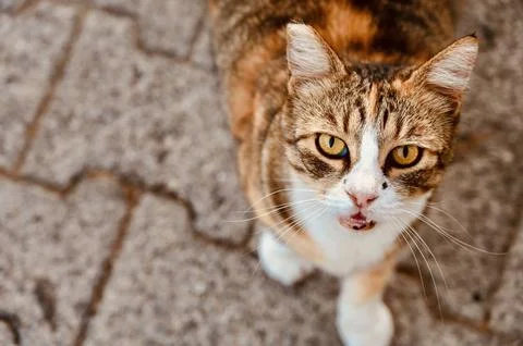 Stray tabby cat looking up on a paved pavement Stock Photos