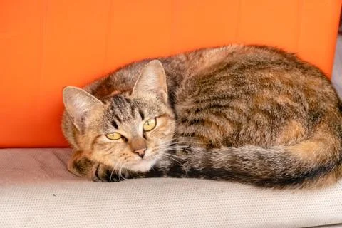 Stray tabby cat Stock Photos