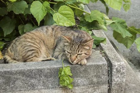Stray tabby cat Stock Photos