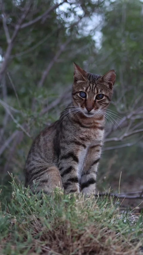 Stray tabby cat resting quietly in natural surroundings outdoors Stock Footage 341318758