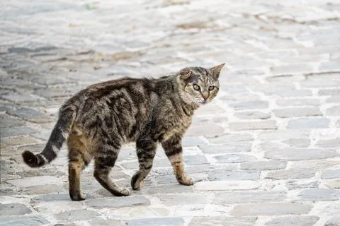 Stray tabby cat with scars standing on cobblestone street, urban wildlife p.. Stock Photos