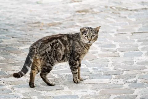Stray tabby cat with scars standing on cobblestone street, urban wildlife p.. Stock Photos