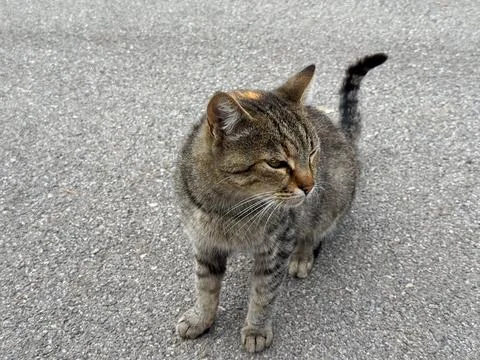 Stray tabby cat sitting on gray asphalt looking sideways. Urban environment,  Stock Photos