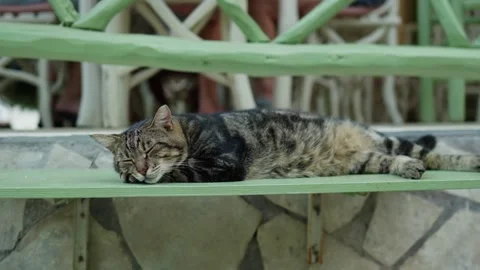 Stray Tabby Cat Sleeping Peacefully on a Bench in Lefkada Greece Stock Footage 346848670