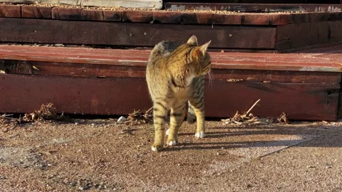 Stray tabby cat stands in a defensive-aggressive pose, arching its back. Wary Stock Footage 201901356