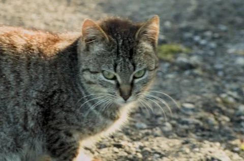 Stray tabby cat staring Stock Photos
