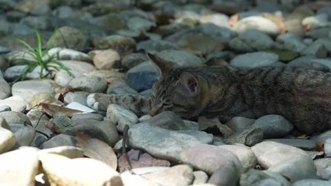 A stray tabby cat staying alert as it lies on rocks at Putuo Mountains (4K) Stock Footage 346656397