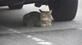Stray Tabby Cat Under Car Next To Tire In Tokyo Handheld HD HD-videomateriaal
