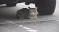 Stray Tabby Cat Under Car Next To Tire In Tokyo Handheld 4K 4k or 4k+ Resolution