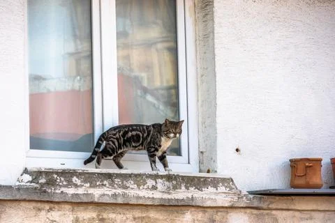 Stray tabby cat walking on a window ledge in Istanbul,Turkey. Stock Photos