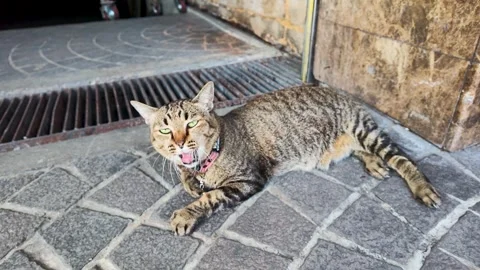 Stray Tabby Cat Yawning on Stone Street Pavement Vidéo 339753784