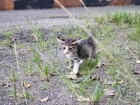 Stray tabby kitten walking on grass for animal rescue branding Stock Photos