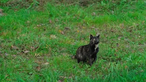 A stray tortoiseshell cat Stock Footage 331127373