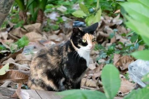 Stray tortoiseshell cat Stock Photos