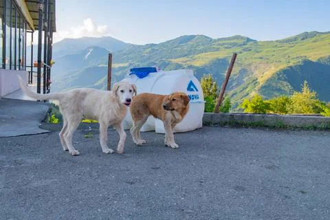 Stray two dogs play with each other in georgia Stock Photos