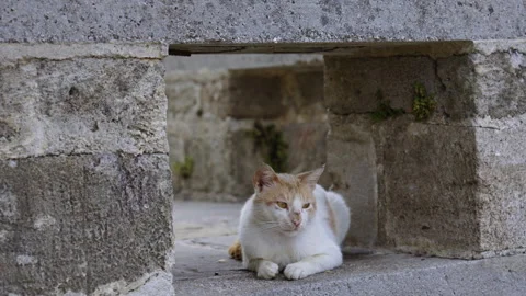 Stray white and orange cat sits inside a wall Stock Footage 264946331