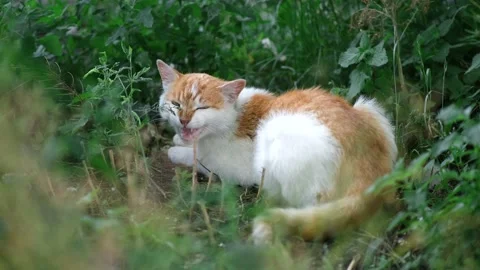 A stray white-and-red cat lies in the grass and meows plaintively. Stock Footage 134086637