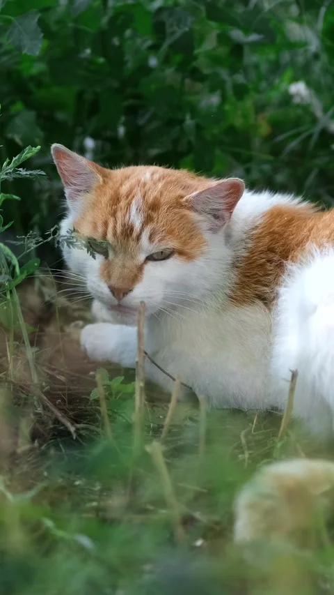 A stray white-and-red cat lies in the grass and meows plaintively. the conc.. Stock Footage 291950642