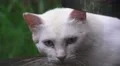 Stray White Cat Fussa Japan Close Up 4K 4k or 4k+ Resolution