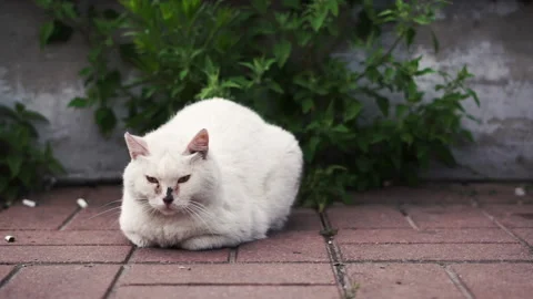 Stray white cat laying at the ground Stock-Footage 211108842