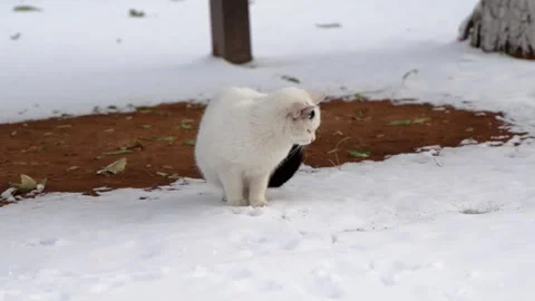 Stray white cat looking at water drops outdoors in winter Video stock 261823352
