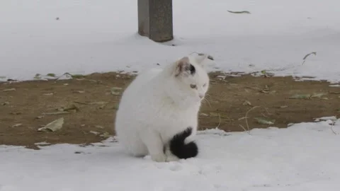 Stray white cat looking at water drops outdoors in winter Stock Footage 261824207