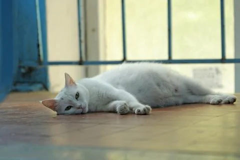 Stray white cat lying on the floor of the hallway of an apartment house, wind Stock Photos