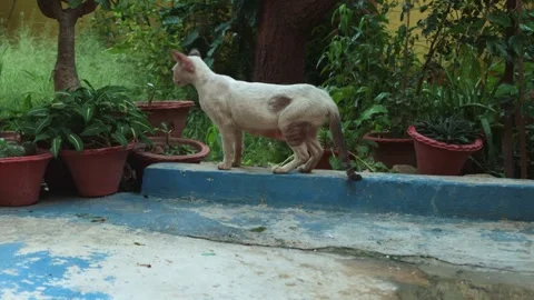 Stray White Cat Walking and Sitting in Garden Courtyard Vídeo Stock 340559766