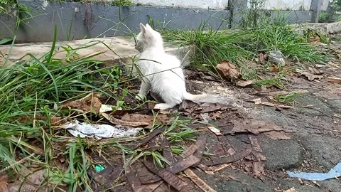 Stray White Kitten Sitting and Playing in Grass Near Roadside Stock Footage 327550755
