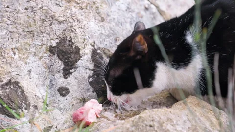 Stray wild cat eats meat on a stone, looking around anxiously and chewing food Stock Footage 286282092