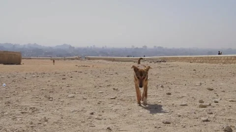 Stray wild dog at the base of the Great Pyramids of Giza in Egypt. Stock Footage 247147964