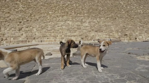 Stray wild dogs at the base of the Great Pyramids of Giza in Egypt. Stock Footage 246764630