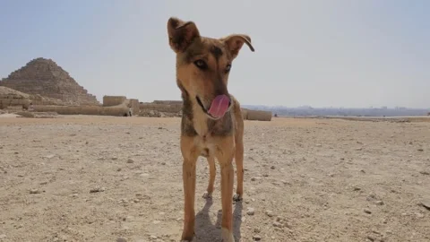 Stray wild dogs at the base of the Great Pyramids of Giza in Egypt. Stock Footage 246764696