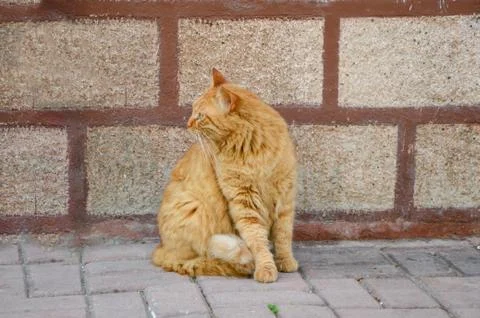 Stray Yellow Cat Stock Photos