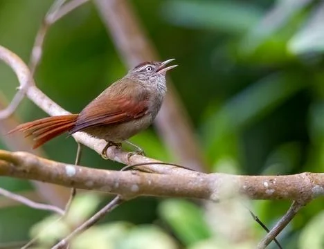 Streak capped spinetail singing from the tree tops Stock Photos