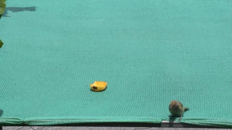 Streak-eared alert Stock Footage 245938474