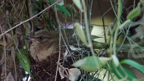 Streak-eared Bubul resting on the nest Stock Footage 76092278