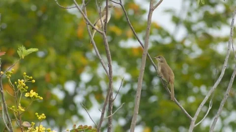 Streak-eared Bulbul activities on the tree shoot Stock Footage 69167913