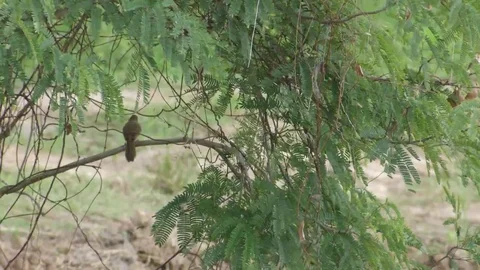 Streak-eared Bulbul jumping on the tree Stock Footage 69168377