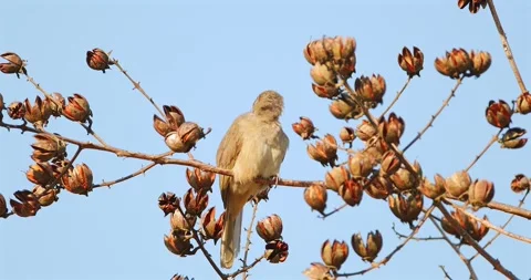 Streak-eared Bulbul perched on branch with dried seed pods Stock Footage 340540568